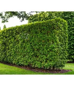 Kirschlorbeer 'Novita' 9 Kirschlorbeer 'Novita' -Pflanzenwelt Verkauf 7360530 WE MO 002 Luckner Hecke PrunusNovita