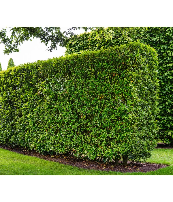 Kirschlorbeer 'Novita' 5 Kirschlorbeer 'Novita' – Bild 3