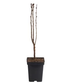 Japanische Blütenkirsche 'Amanogawa' 5 Japanische Blütenkirsche 'Amanogawa' -Pflanzenwelt Verkauf 7365208 WE FS 001 PrunusSerrulataAmanogawasaeulenkirsche5l