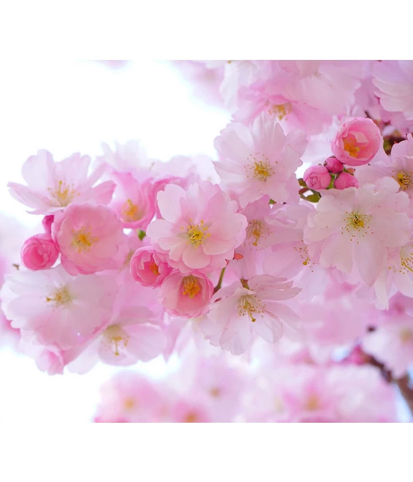 Japanische Blütenkirsche 'Amanogawa' 3 Japanische Blütenkirsche 'Amanogawa'