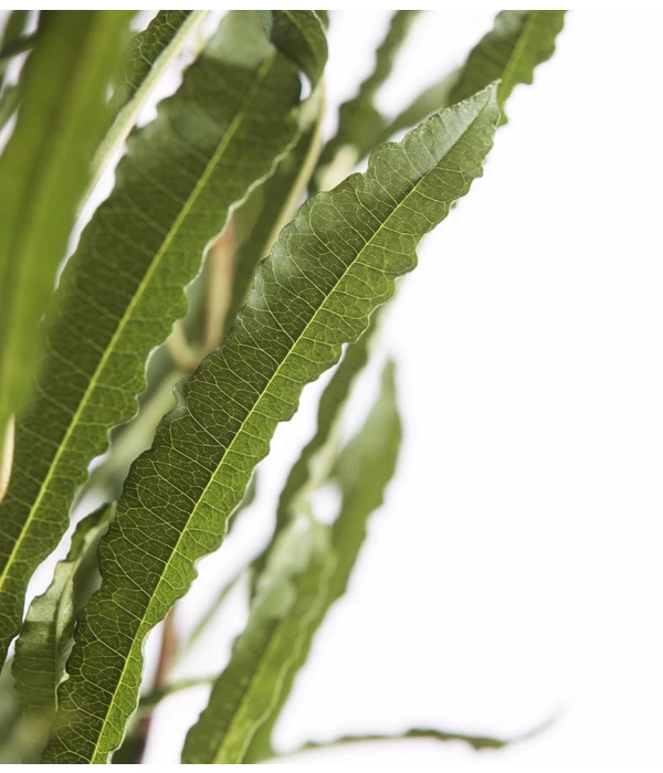 Säulen-Faulbaum - Farnblättriges Pulverholz 'Fine Line'® 4 Säulen-Faulbaum - Farnblättriges Pulverholz 'Fine Line'® – Bild 2