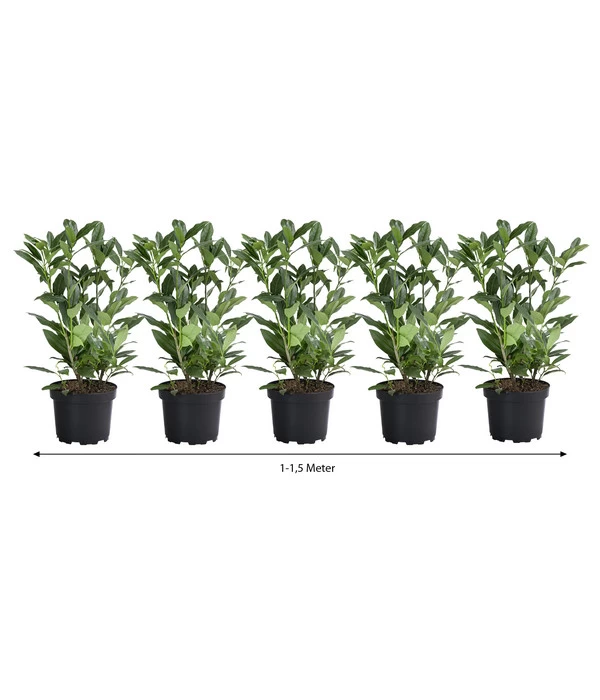 1-1,5 Meter Kirschlorbeer 'Herbergii', 5 X Ca. 60-70 Cm 3 1-1,5 Meter Kirschlorbeer 'Herbergii', 5 X Ca. 60-70 Cm