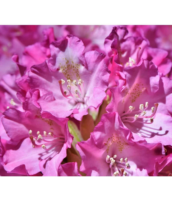 Rhododendron 'Goldflimmer' 3 Rhododendron 'Goldflimmer'