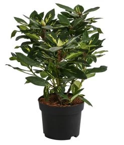 Rhododendron 'Goldflimmer' 5 Rhododendron 'Goldflimmer' -Pflanzenwelt Verkauf 7407893 WE FS 001 RhododendronGoldflimmer2L