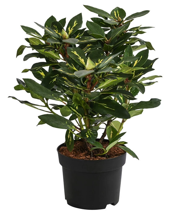 Rhododendron 'Goldflimmer' 4 Rhododendron 'Goldflimmer' – Bild 2