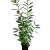 Kirschlorbeer 'Novita' 2 Kirschlorbeer 'Novita' -Pflanzenwelt Verkauf 7426000 WE FS 001 PrunusLaurocerasusNovitaKirschlorbeer2L