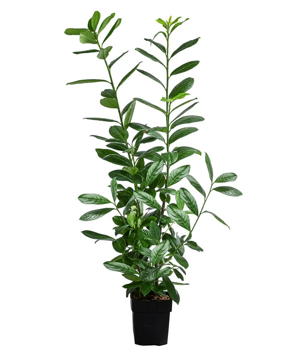 Kirschlorbeer 'Novita' 3 Kirschlorbeer 'Novita'