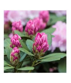 Rhododendron, 10 L 7 Rhododendron, 10 L -Pflanzenwelt Verkauf 7431885 PR DE 017 RhododendronRosaLuckner