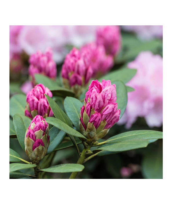 Rhododendron, 10 L 5 Rhododendron, 10 L – Bild 3