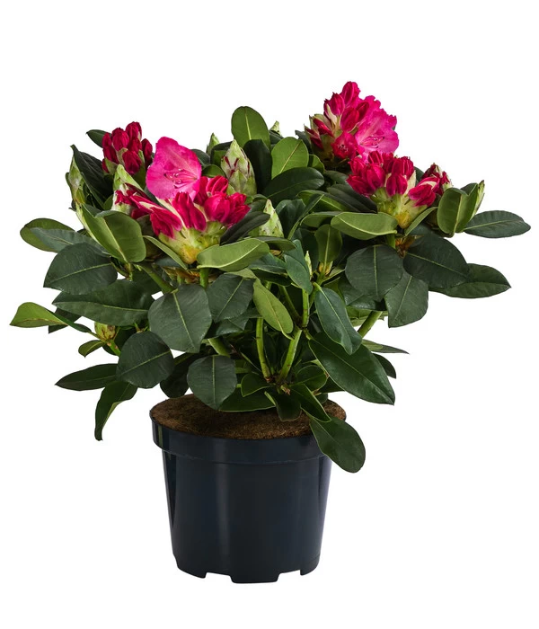 Rhododendron, 10 L 3 Rhododendron, 10 L