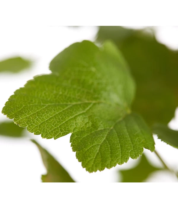 Blut-Johannisbeere 'King Edward VII' 6 Blut-Johannisbeere 'King Edward VII' – Bild 4