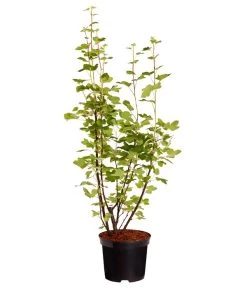 Blut-Johannisbeere 'King Edward VII' 7 Blut-Johannisbeere 'King Edward VII' -Pflanzenwelt Verkauf 7453749 WE FS 001 RibesSanguineumKingEdwardVIIJohannisbeere3LDehnerExpressZS