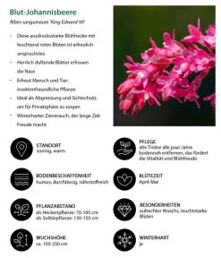 Blut-Johannisbeere 'King Edward VII' 8 Blut-Johannisbeere 'King Edward VII' -Pflanzenwelt Verkauf 7453749 WE IG 001 BlutJohannisbeere