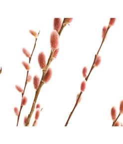 Rotkätzchenweide, Stämmchen -Pflanzenwelt Verkauf 7461825 WE DE 001 SalixHaengekaetzchenRotkaetzchenStamm2LDehnerExpressHerzig