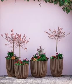 Rotkätzchenweide, Stämmchen -Pflanzenwelt Verkauf 7461833 7461825 WE MO 001 RotkaetzchenStaemmchen