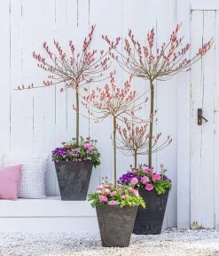 Rotkätzchenweide, Stämmchen -Pflanzenwelt Verkauf 7461833 WE MO 001 RotkaetzchenWEideStaemmchen