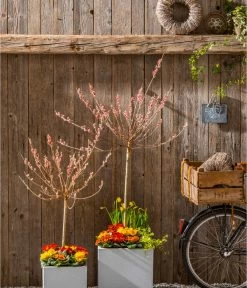 Rotkätzchenweide, Stämmchen -Pflanzenwelt Verkauf 7461833 WE MO 002 SalixRotkaetchenGC022021