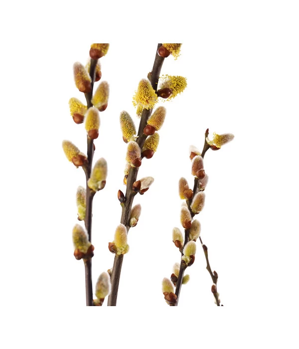 Kätzchen-Weide 4 Kätzchen-Weide – Bild 2