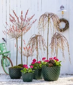 Dehner Keramik-Topf Elite 13 Dehner Keramik-Topf Elite -Pflanzenwelt Verkauf 7464738 8816498 6705461 WE MO 001 KaetzchenweideStaengelprimelTopfElite