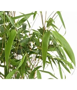 Hoher Schirmbambus 5 Hoher Schirmbambus -Pflanzenwelt Verkauf 7471659 WE DE 001 SinarundinariaRobustaBambus2LDehnerExpressHerzig