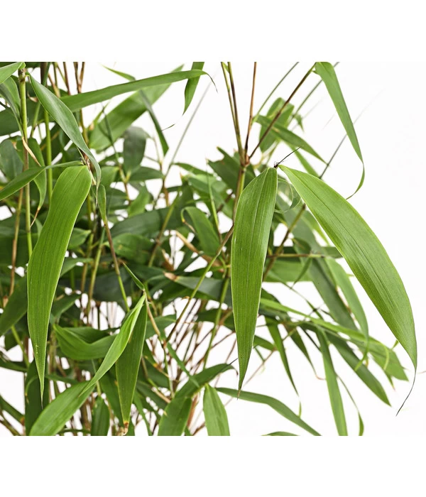 Hoher Schirmbambus 4 Hoher Schirmbambus – Bild 2