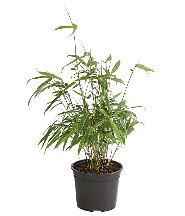 Hoher Schirmbambus 3 Hoher Schirmbambus