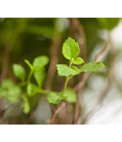 Zwergspiere 'Little Princess' 9 Zwergspiere 'Little Princess' -Pflanzenwelt Verkauf 7482987 WE DE 001 SpierstrauchSpiraeaJaponicaLittlePrincessDehnerExpressZS