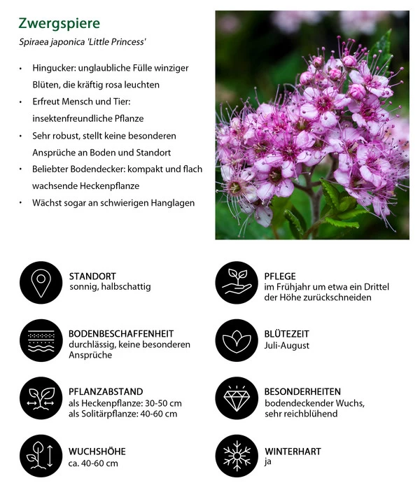 Zwergspiere 'Little Princess' 5 Zwergspiere 'Little Princess' – Bild 3