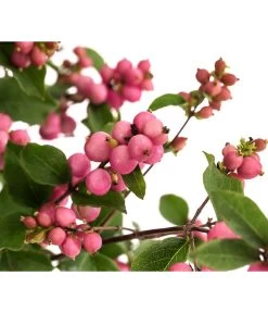 Blütenhecke 'Mother Of Pearl', 4er-Set 7 Blütenhecke 'Mother Of Pearl', 4er-Set -Pflanzenwelt Verkauf 7488471 WE DE 001 SymphoricarposSchneebeereRosaT19