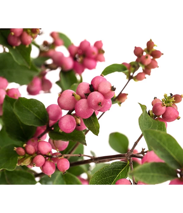 Blütenhecke 'Mother Of Pearl', 4er-Set 5 Blütenhecke 'Mother Of Pearl', 4er-Set – Bild 3