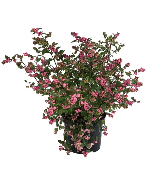 Blütenhecke 'Mother Of Pearl', 4er-Set 4 Blütenhecke 'Mother Of Pearl', 4er-Set – Bild 2