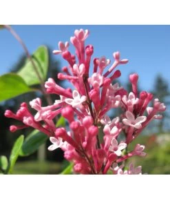 Zwerg-Duftflieder 'Tinkerbelle' 13 Zwerg-Duftflieder 'Tinkerbelle' -Pflanzenwelt Verkauf 7489156 BildD 001 ZwergDuftfliederTinkerbelleSyrTinkerbelle