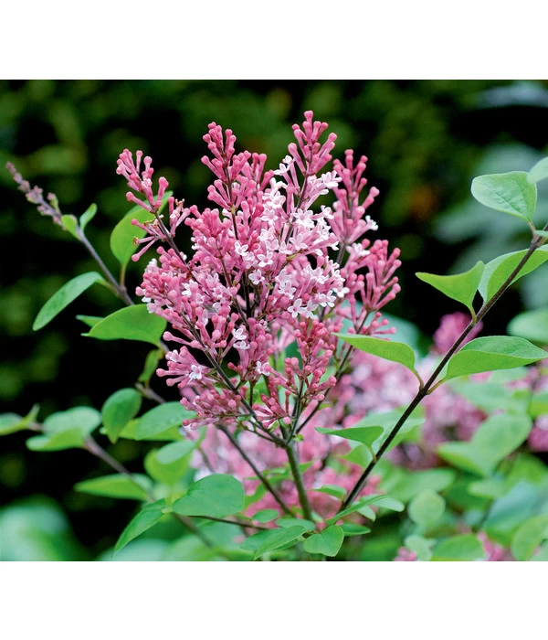 Zwerg-Duftflieder 'Tinkerbelle' 3 Zwerg-Duftflieder 'Tinkerbelle'