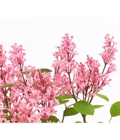 Zwerg-Duftflieder 'Tinkerbelle' 10 Zwerg-Duftflieder 'Tinkerbelle' -Pflanzenwelt Verkauf 7489156 WE DE 003 SyringaFliederTinkerbelle3LDehnerExpressHerzig