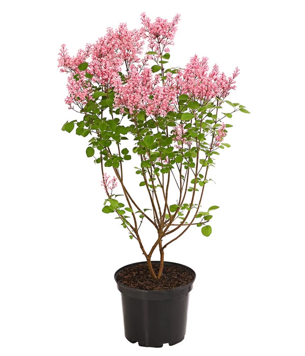 Zwerg-Duftflieder 'Tinkerbelle' 4 Zwerg-Duftflieder 'Tinkerbelle' – Bild 2