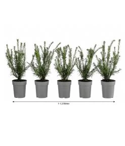 1-1,5 Meter Europäische Eibe, 5 X Ca. 30 Cm