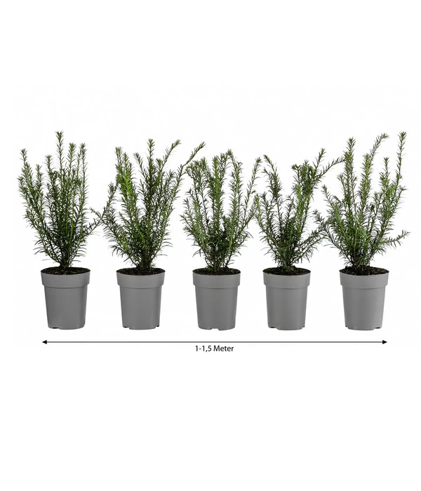 1-1,5 Meter Europäische Eibe, 5 X Ca. 30 Cm 3 1-1,5 Meter Europäische Eibe, 5 X Ca. 30 Cm