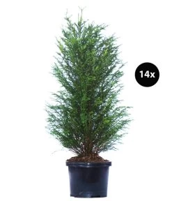 7 Meter Europäische Eibe, 14 X Ca. 125-150 Cm