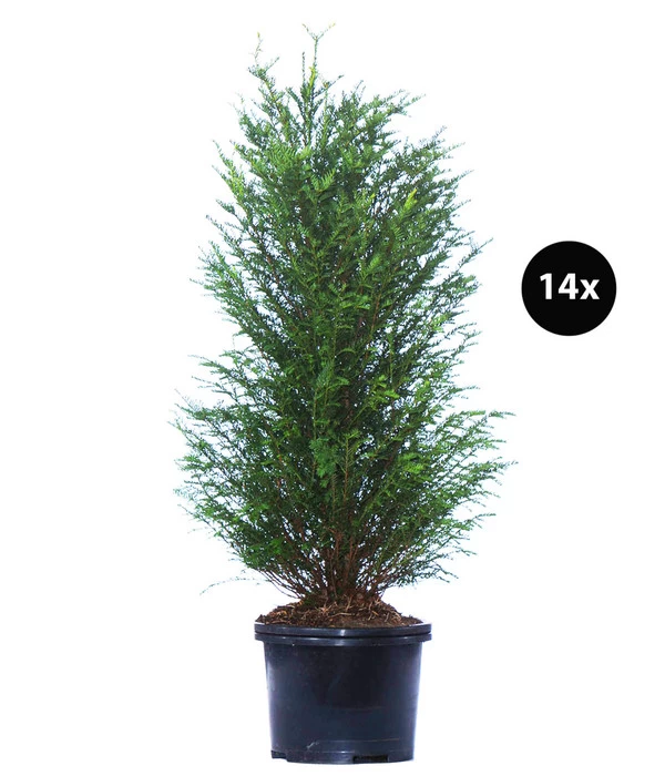 7 Meter Europäische Eibe, 14 X Ca. 125-150 Cm 3 7 Meter Europäische Eibe, 14 X Ca. 125-150 Cm