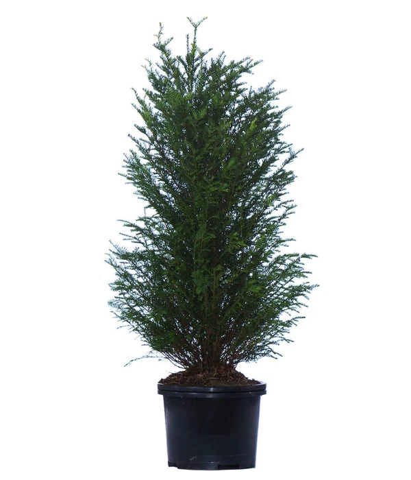 7 Meter Europäische Eibe, 14 X Ca. 125-150 Cm 4 7 Meter Europäische Eibe, 14 X Ca. 125-150 Cm – Bild 2