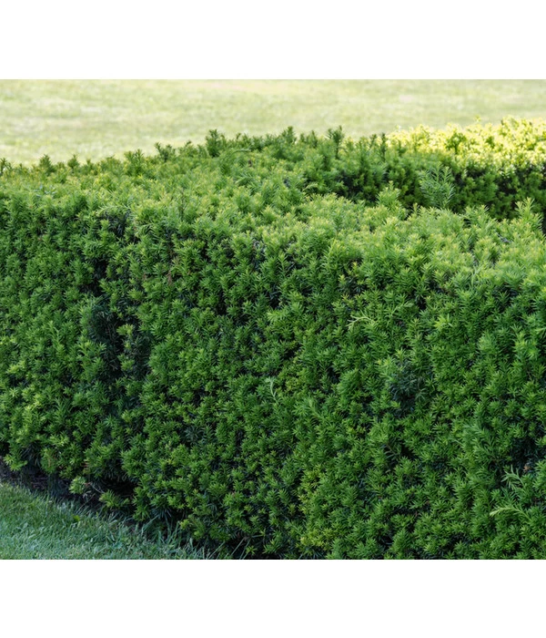 Gemeine Eibe 4 Gemeine Eibe – Bild 2