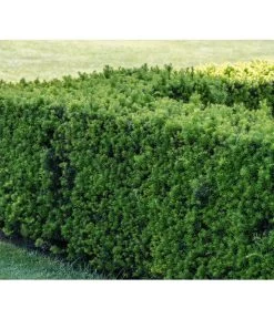 7 Meter Europäische Eibe, 14 X Ca. 125-150 Cm 10 7 Meter Europäische Eibe, 14 X Ca. 125-150 Cm -Pflanzenwelt Verkauf 7496714 PR MO 001 TaxusEibeBGALucknerMai2017