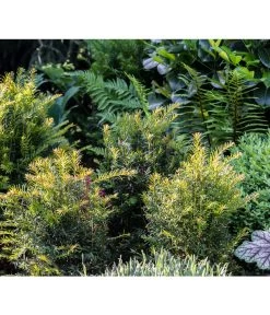 7 Meter Europäische Eibe, 14 X Ca. 125-150 Cm 11 7 Meter Europäische Eibe, 14 X Ca. 125-150 Cm -Pflanzenwelt Verkauf 7496714 PR MO 001 TaxusEibeGWLucknerMai2017