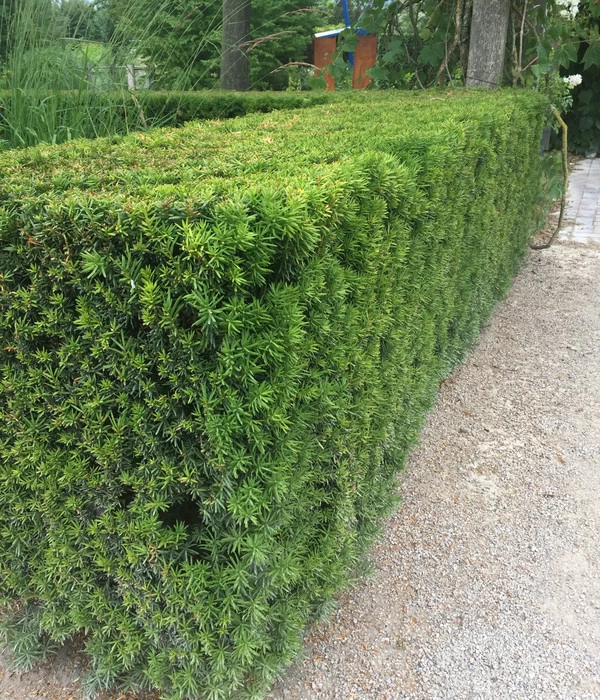 7 Meter Europäische Eibe, 14 X Ca. 125-150 Cm 7 7 Meter Europäische Eibe, 14 X Ca. 125-150 Cm – Bild 5