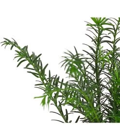 Gemeine Eibe 7 Gemeine Eibe -Pflanzenwelt Verkauf 7497100 PR DE 001 TaxusEibeBaccata9CDehnerExpressHerzig