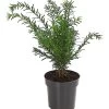 Gemeine Eibe 1 Gemeine Eibe -Pflanzenwelt Verkauf 7497100 PR FS 001 TaxusEibeBaccata9CDehnerExpressHerzig
