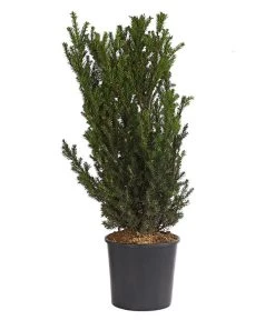 Becher-Eibe 'Hillii'