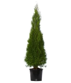 Pflanzenwelt Verkauf -Pflanzenwelt Verkauf 7512619 WE FS 002 ThujaOccidentalisSmaragdLebensbaum7Meter