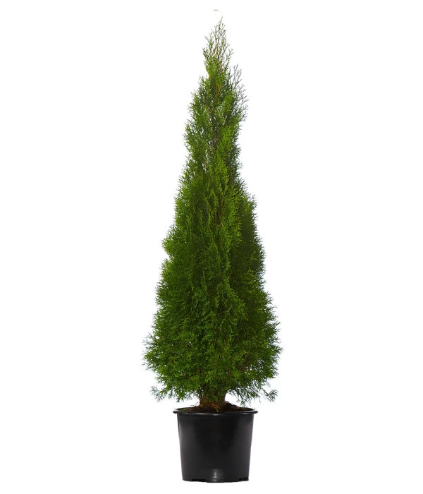 7 Meter Lebensbaum 'Smaragd', 14 X Ca. 150-175 Cm 4 7 Meter Lebensbaum 'Smaragd', 14 X Ca. 150-175 Cm – Bild 2