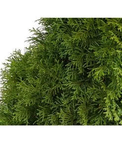 6 Meter Lebensbaum 'Smaragd', 12 X Ca. 140-160 Cm -Pflanzenwelt Verkauf 7513534 WE DE 001 ThujaLebensbaumOccidentalisSmaragd20LDehnerExpressHerzig 1